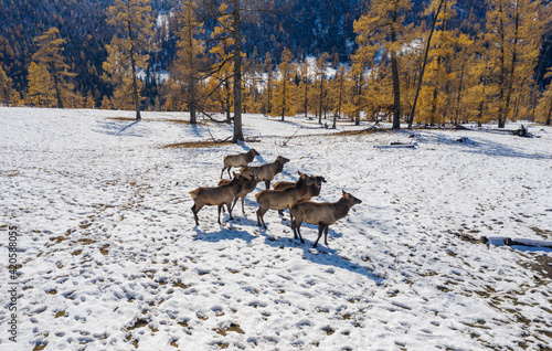 Fototapeta Naklejka Na Ścianę i Meble -  Mountain Altai in autumn. A herd of red deer (Cervus elaphus sibiricus) in a pen. Aerial view.
