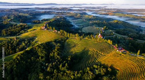 Curving vineyards in Slovenia's wine region of Ljutomer. photo