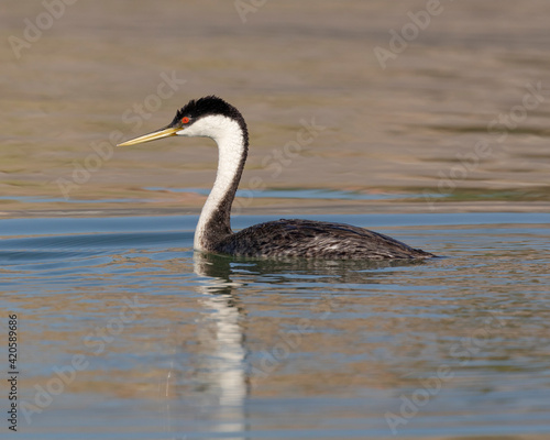 Western grebe, Elephant Butte Lake State Park, New Mexico.