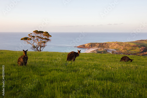 Group of kangaroos in the background of the australian landscape