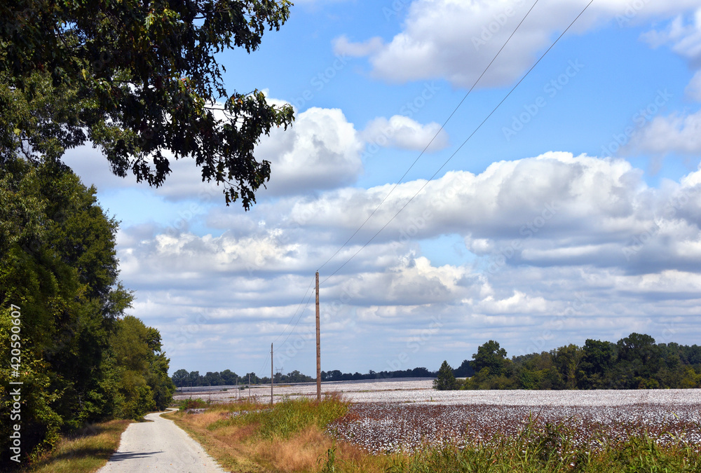 Cotton Field and Curving Country Lane Cotton Field and Curving Country Lane