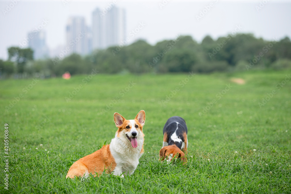 lovely dog on the summer lawn