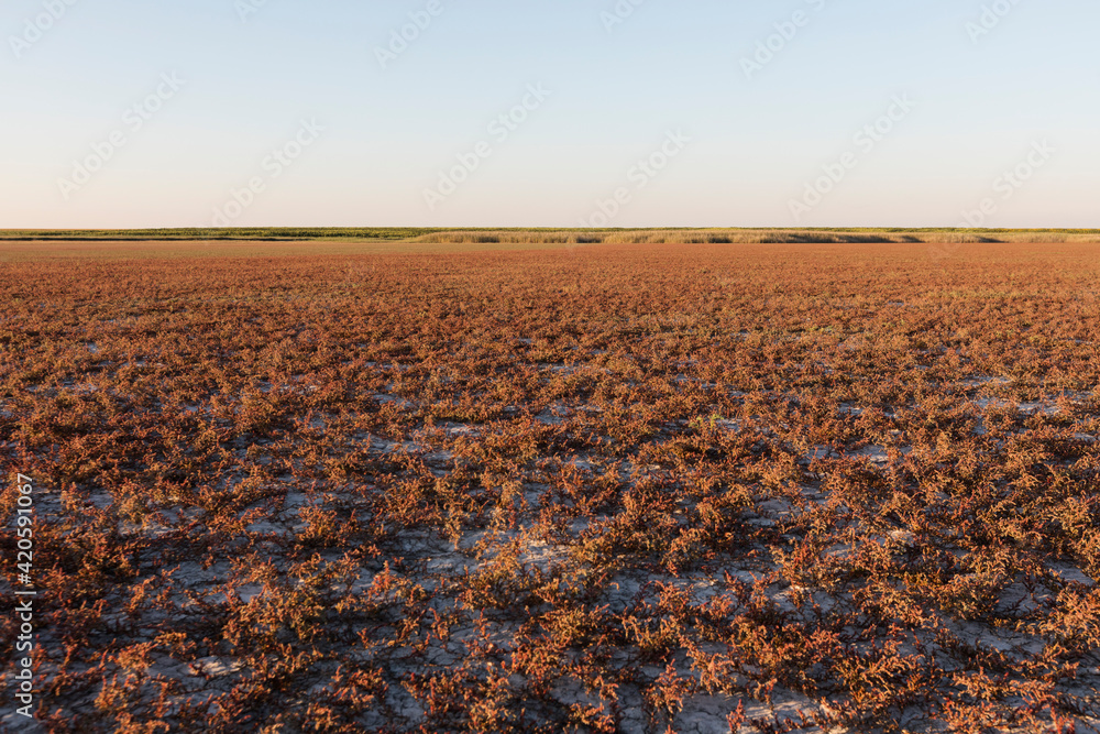 Red endemic plants to salt marsh in Serbia