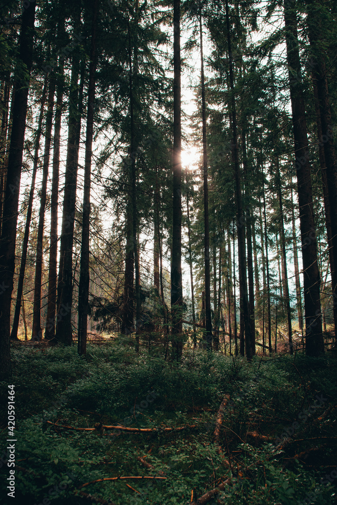 Obraz premium Forest trees in sunset color