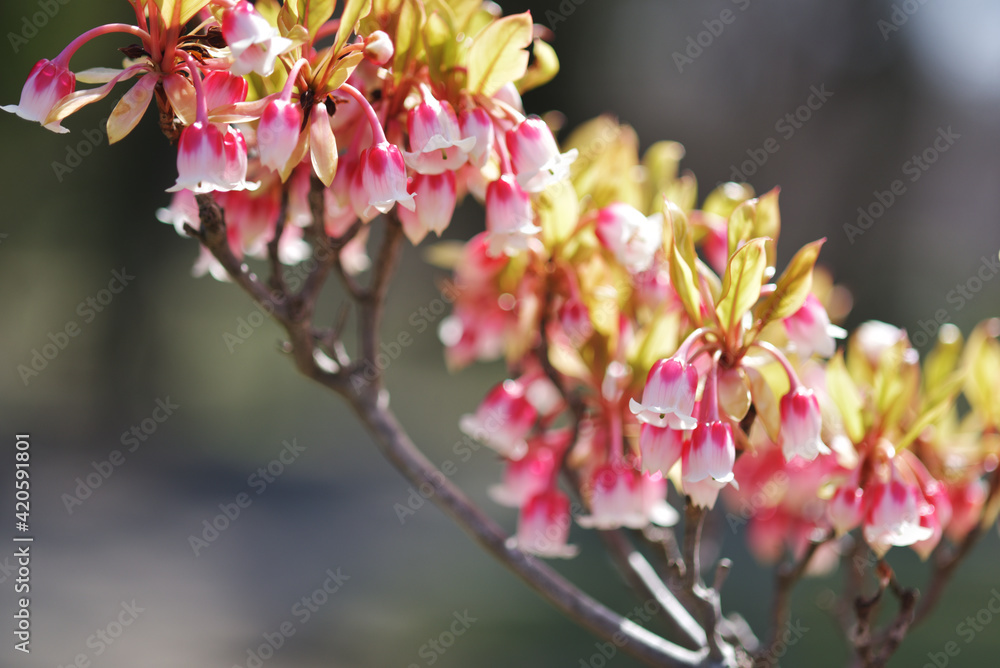 Obraz premium コヤスドウダン