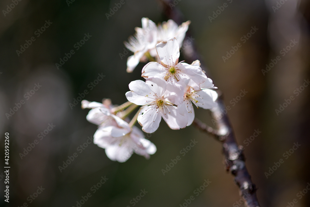 ベニバスモモ 桜に似た花 ベニバスモモ 桜に似た花