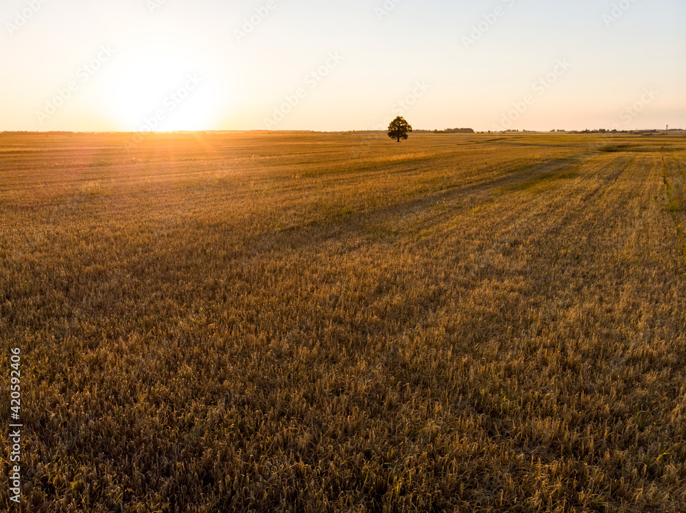 Obraz premium Aerial view of agricultural parcels of different crops. Lone tree in the middle of a field. Hay bale fields and farmlands of Lithuania.