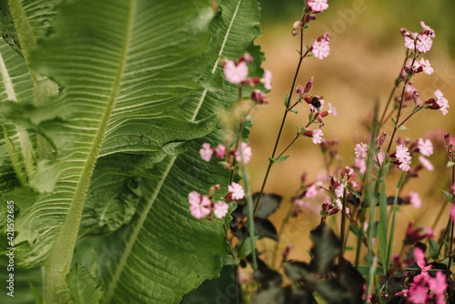 Pink Silene Gallica photo