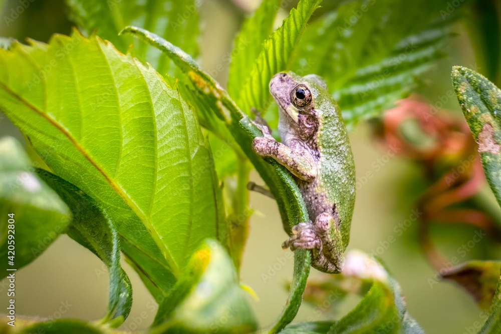 Obraz premium A young Cope's Gray Tree Frog (Hyla chrysoscelis) perches on a leaf. Raleigh, North Carolina.