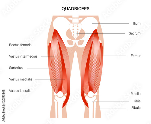 Muscular system legs