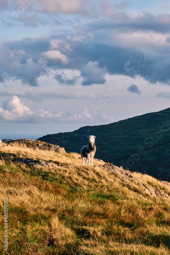 Herwick Sheep stood on Hard Knott at sunset. Lake District, Cumbria, UK. photo