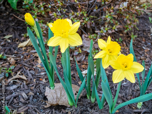 first yellow daffodils in the spring