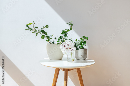 Potted plants on table photo