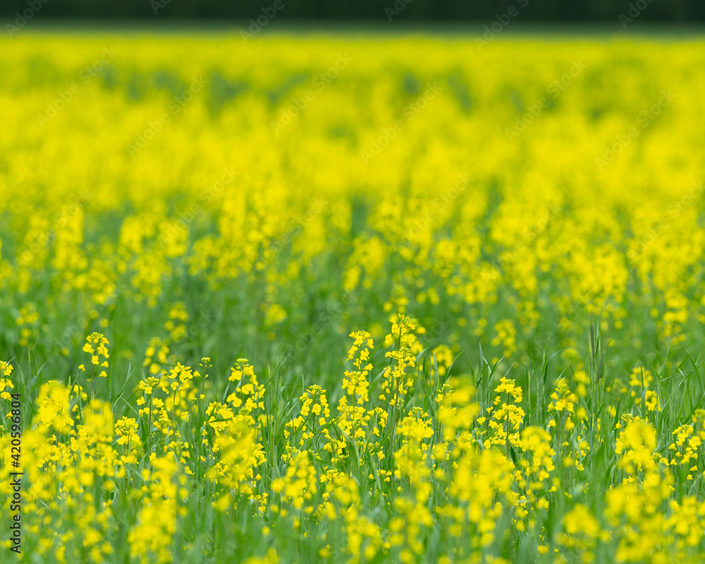 Obraz premium Mustard fields, Ohio.