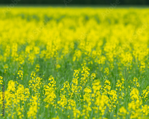 Mustard fields, Ohio. © Danita Delimont