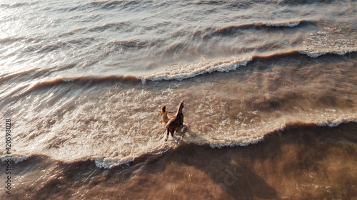 Portraits of a young woman riding horse on a summer day