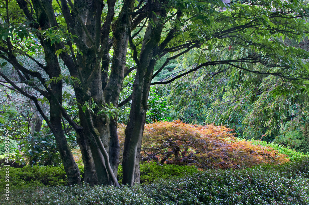 USA, Oregon, Portland, Portland Japanese Garden scenic. USA, Oregon, Portland, Portland Japanese Garden scenic.
