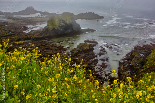USA, Oregon, Yaquina Head Natural Area. Wild mustard blooms along coast.