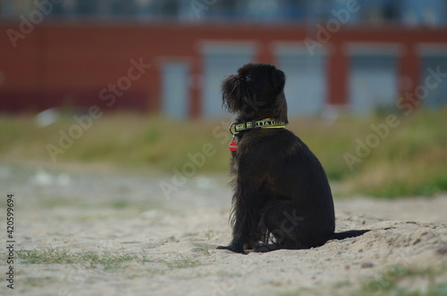 A small cute black dog is waiting for the owner patiently. The dog is sitting and looking ahead. It is a black griffon belge. High quality photo