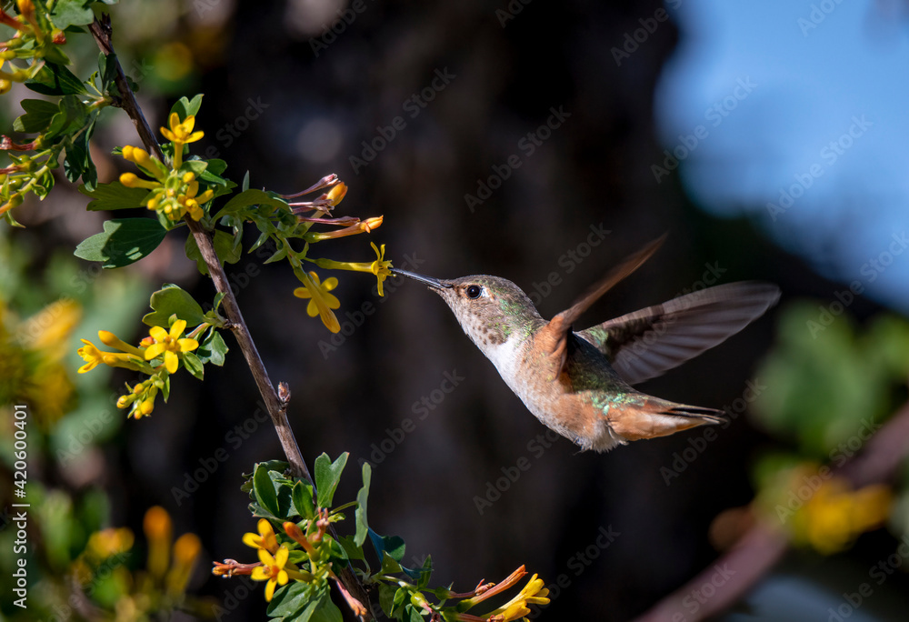 Fototapeta premium hummingbird feeding on flower