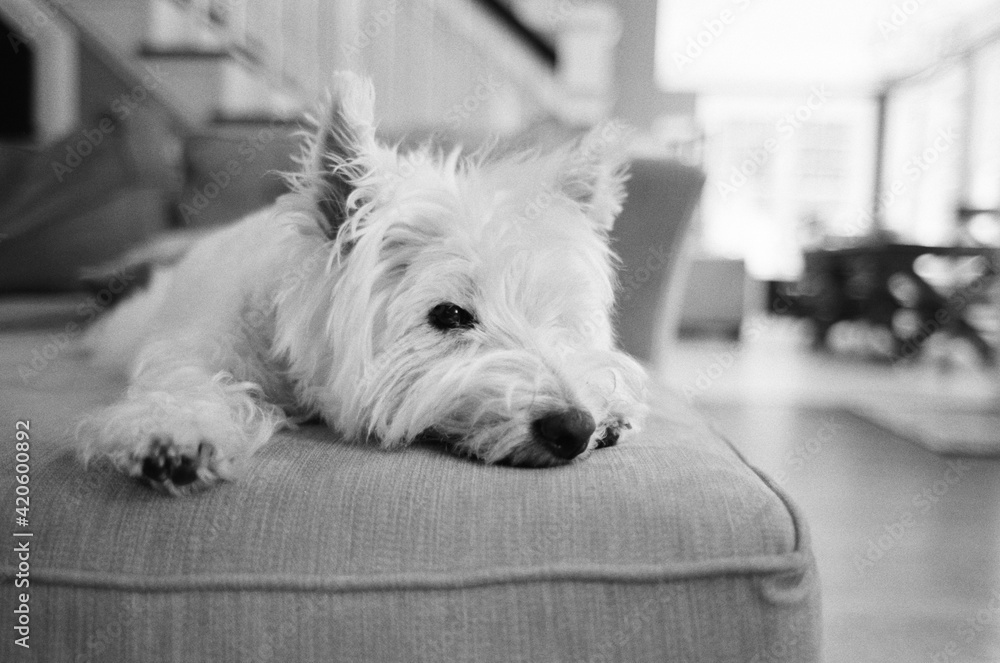 Cute white dog laying on a couch Cute white dog laying on a couch