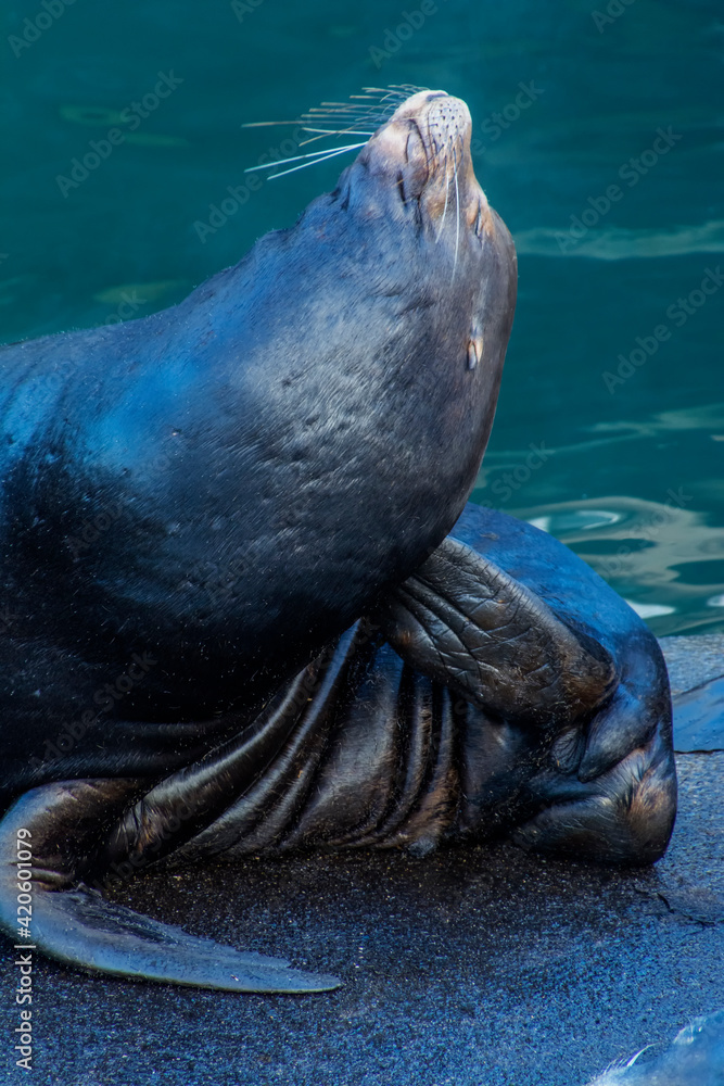 Obraz premium USA, Oregon, Newport. Close-up of sea lion.