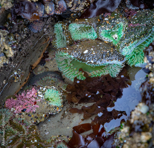 USA, Oregon, Otter Rock. Giant green anemones in tide pool.