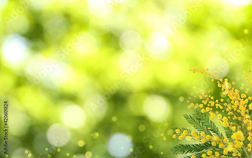 Beautiful yellow mimosa flowers outdoors on sunny day, space for text. Bokeh effect