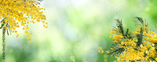 Beautiful yellow mimosa flowers outdoors on sunny day  space for text. Banner design