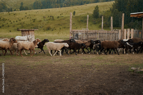 chipped sheep with gps tracker in their ears on an eco farm photo