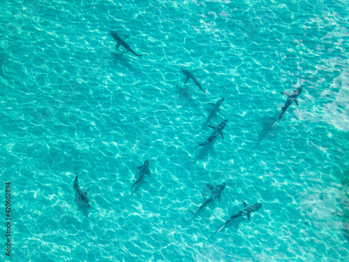 Bond Villan Shark Pool photo