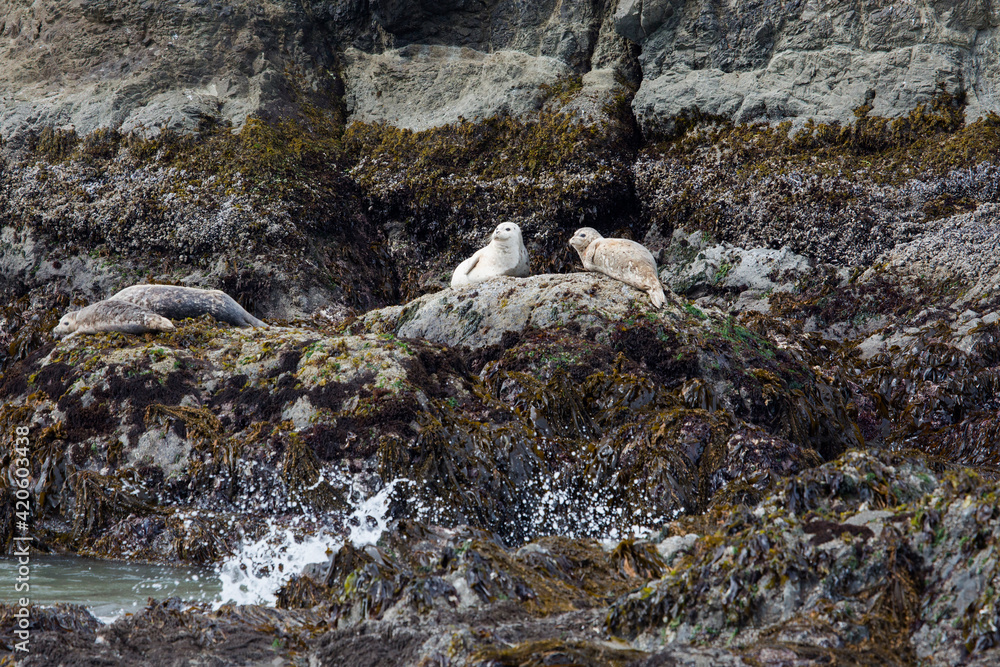 USA, Oregon, Oregon Islands National Wildlife Refuge. Harbor seals rest on Coquille Point rocks. USA, Oregon, Oregon Islands National Wildlife Refuge. Harbor seals rest on Coquille Point rocks.