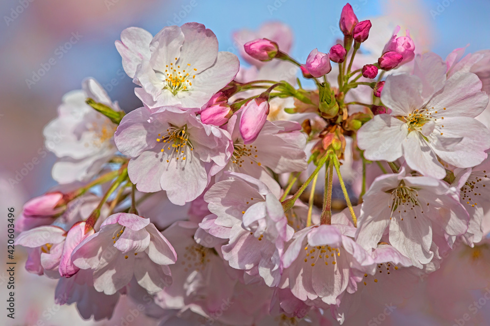 USA, Oregon, Coos Bay. Akebono cherry blossoms close-up.