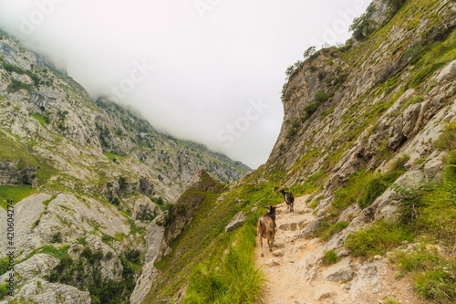 Goats in the mountains