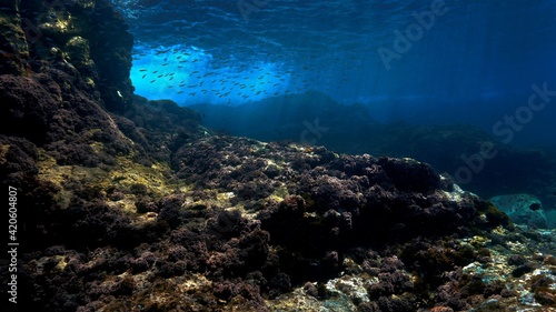 Scenic Underwater landscape