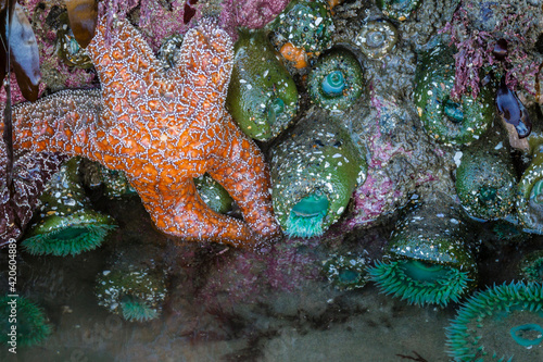 USA  Oregon  Bandon Beach. Sea stars and anemones on rock.