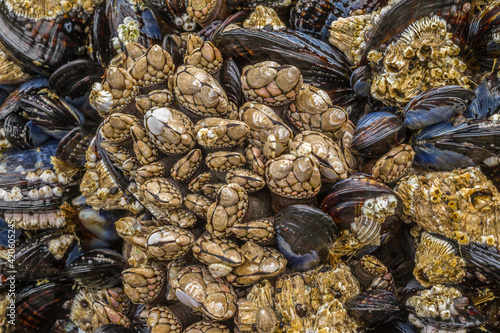 USA, Oregon, Bandon Beach. Barnacles and mussels close-up.