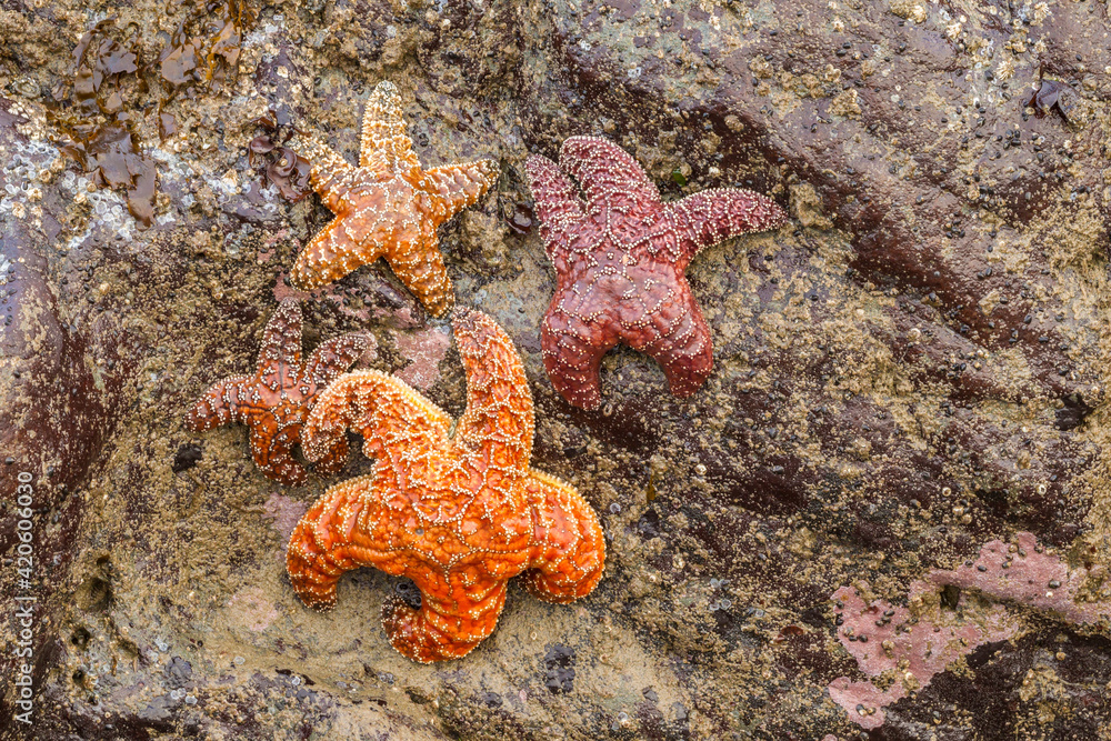 USA, Oregon, Bandon Beach. Sea stars exposed at low tide. USA, Oregon, Bandon Beach. Sea stars exposed at low tide.