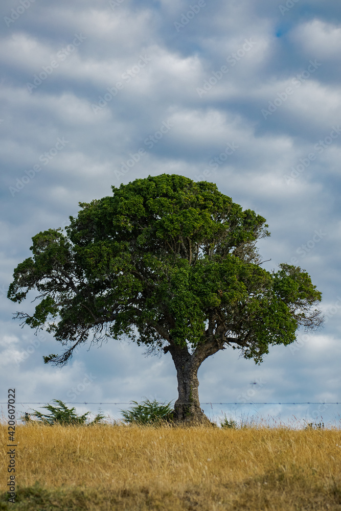 Árbol solitario Árbol solitario