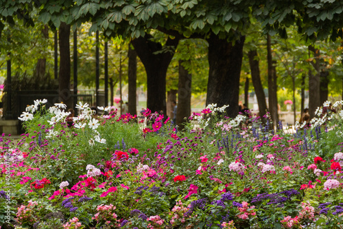Fototapeta Naklejka Na Ścianę i Meble -  Group of different beautiful and colorful flowers with trees as background