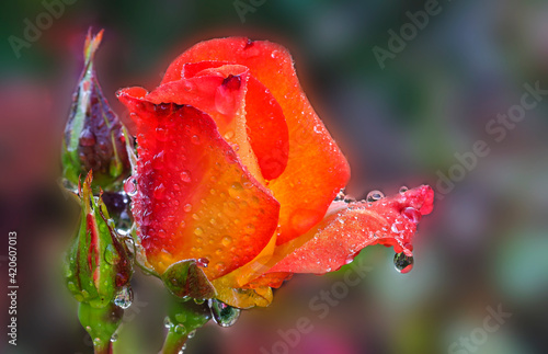 Rose with dew drops after rain, Shore Acres State Park, Oregon photo