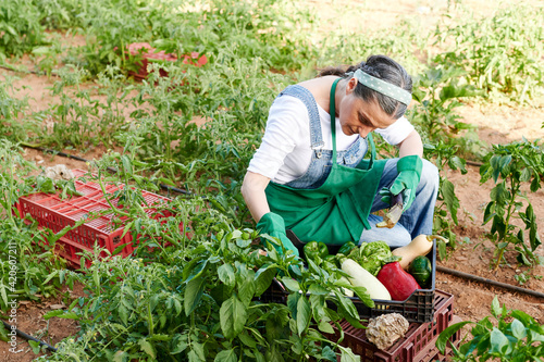 Woman picking vegetables from her organic garden photo