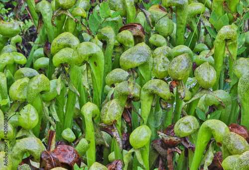 Darlingtonia pitcher plant located in Darlingtonia State Natural Site, Oregon photo