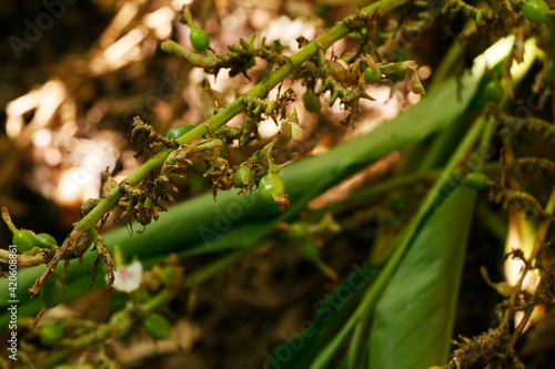 cardamon or cardamum- a spice made from the seeds of several plants in the genera Elettaria and Amomum in the family Zingiberaceae