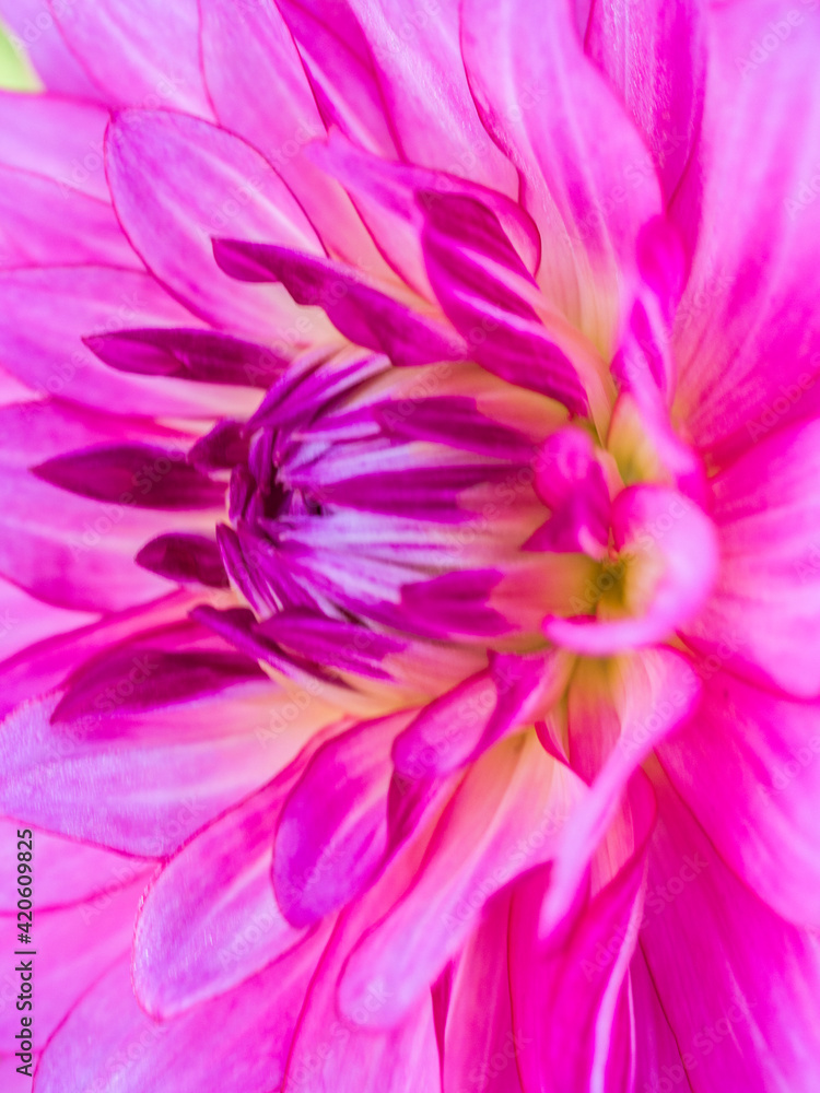 USA, Oregon, Canby, Clackamas County. Macro of a dahlia variety. USA, Oregon, Canby, Clackamas County. Macro of a dahlia variety.