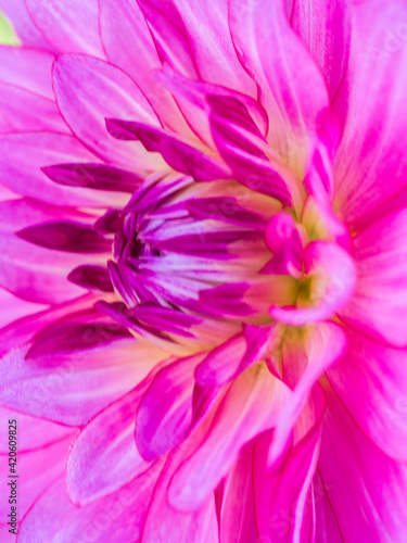 USA  Oregon  Canby  Clackamas County. Macro of a dahlia variety.