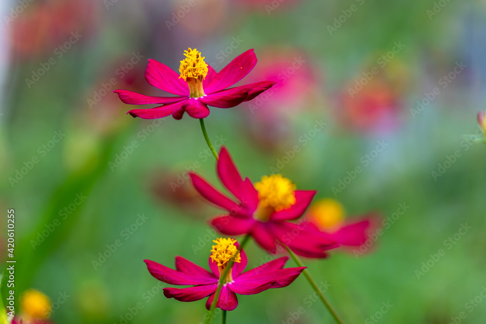 red flowers in the garden