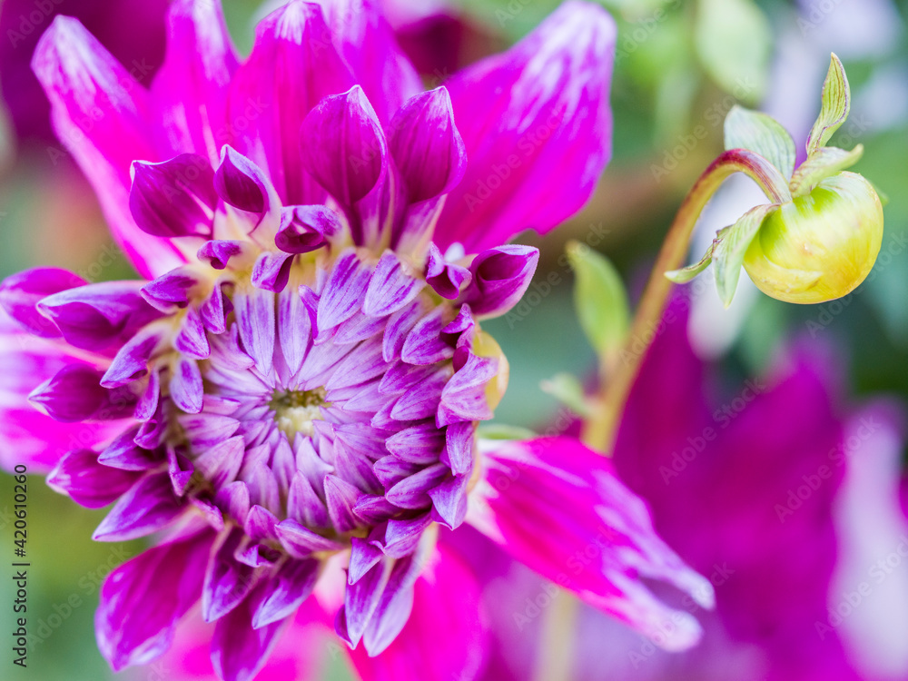 USA, Oregon, Canby, Clackamas County. Close-up of a dahlia variety. USA, Oregon, Canby, Clackamas County. Close-up of a dahlia variety.