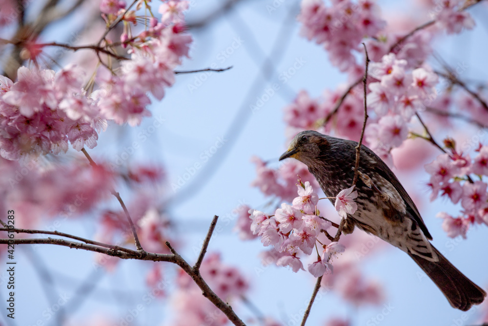 風景素材 早咲きの綺麗なハツミヨザクラとヒヨドリ 風景素材 早咲きの綺麗なハツミヨザクラとヒヨドリ