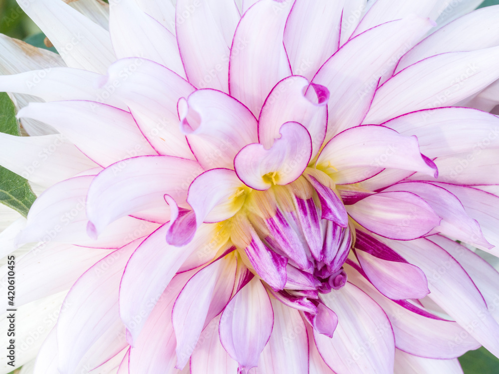 Fototapeta premium USA, Oregon, Canby, Clackamas County. Macro of a dahlia variety.